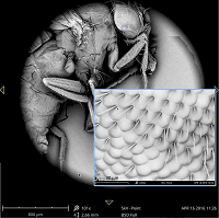 A fruit fly seen through an electron microscope (from the Open Science Laboratory of the Open University, 2016)
