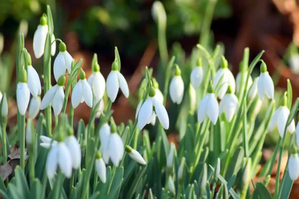 snowdrops