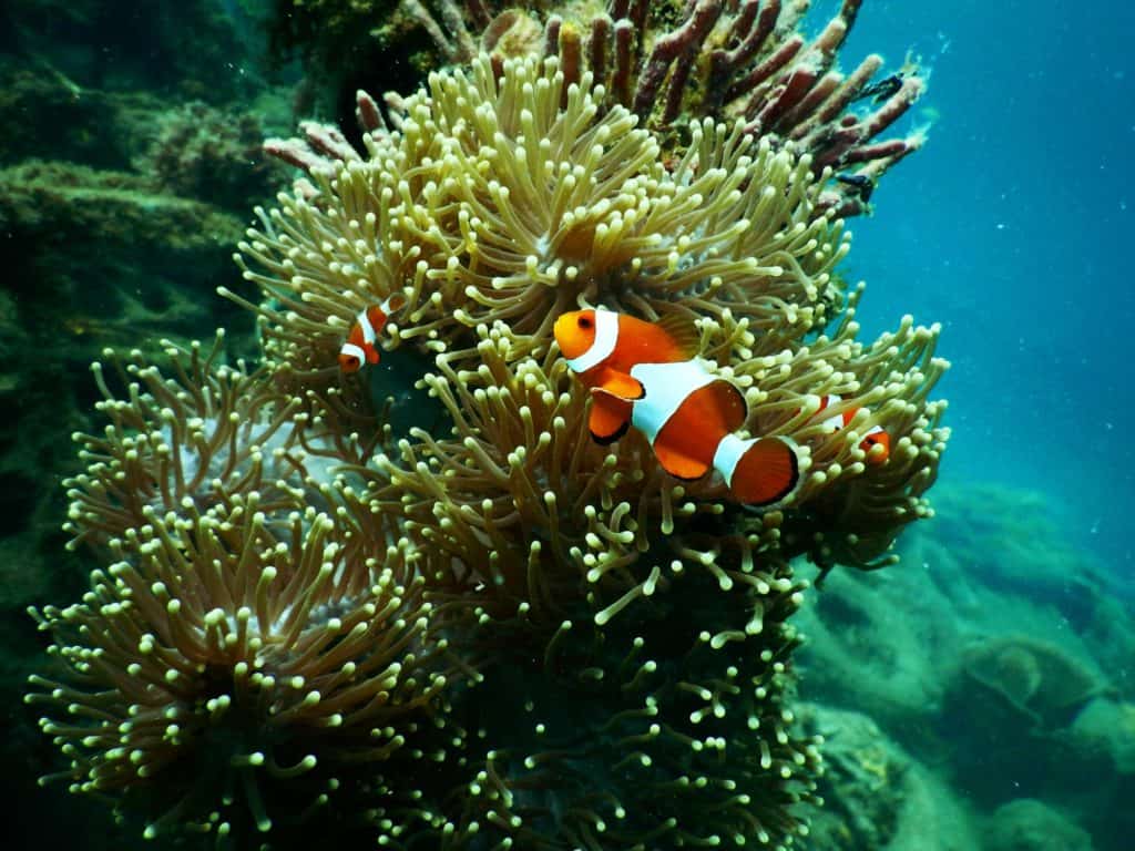 clownfish-under-water-1125979