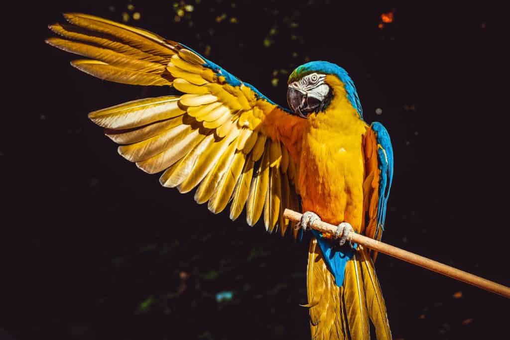 blue and yellow macaw lifts up its right wing