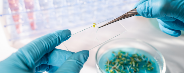 Studying A level biology. Gloved hands handling a small plant specimen with tweezers, placing it on a glass microscope slide in a laboratory setting, with a petri dish and lab tray in the background.