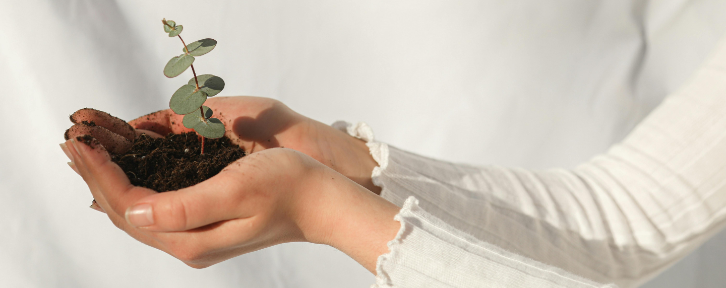 Hands gently holding a small plant growing in soil, symbolising support, growth, and the principles of mentoring and coaching.